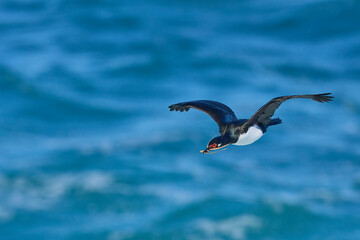 Rock Shag (Phalacrocorax magellanicus) in flight carrying pieces of tussock grass for its nest on...