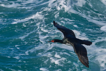 Rock Shag (Phalacrocorax magellanicus) in flight along the coast of Bleaker Island in the Falkland Islands