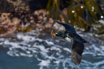 Rock Shag (Phalacrocorax magellanicus) in flight carrying pieces of tussock grass for its nest on...