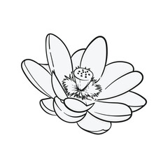 Lotus flower outline illustration. Suitable for designs on t-shirts, jackets, hoodies, sweaters, stickers, etc.