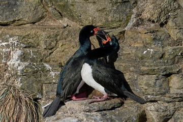 Pair of Rock Shag (Phalacrocorax magellanicus) courting on the cliffs of Bleaker Island in the...