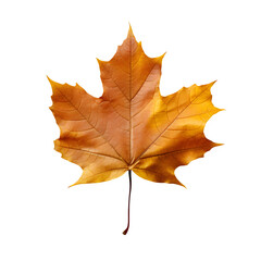 Fototapeta premium Maple Autumn Leaf isolated on transparent background Generative AI