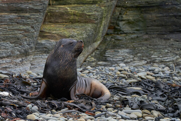 Fototapeta premium Male Southern Sea Lion (Otaria flavescens) on the coast of Bleaker Island in the Falkland Islands.