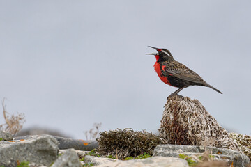 Long-tailed Meadowlark (Sturnella loyca falklandica) perched on a rock on Bleaker Island in the...