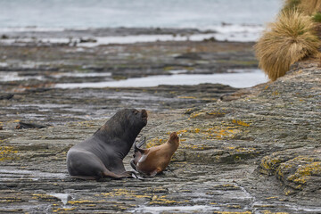 Fototapeta premium Large male Southern Sea Lion (Otaria flavescens) courting a young female on the coast of Bleaker Island in the Falkland Islands.