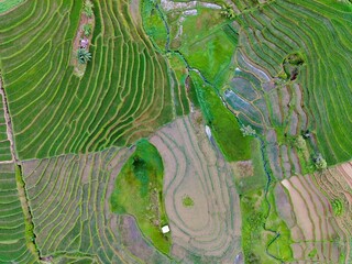 Beautiful morning view indonesia Panorama Landscape paddy fields with beauty color and sky natural light