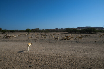 Eine Herde Antilopen auf der Insel Sir Bani Yas