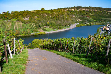 Fototapeta na wymiar Terraced hilly vineyards in Luxembourg. Production of cremant sparkling wine in south part of Luxembourg country on bank of Moezel, also known as Mosel, Moselle or Musel river.