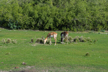 Antilopen auf der Insel Sir Bani Yas