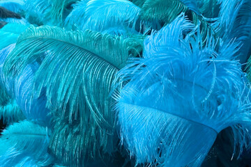 Close up of blue feathers for background. Blue feathers background texture.