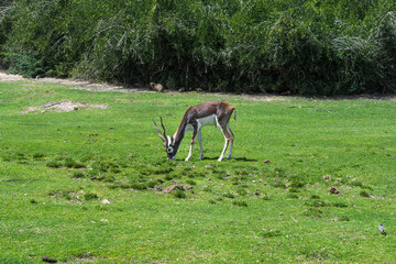 Antilope mit langen gedrehten Hörnern auf der Insel Sir Bani Yas