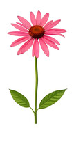 Illustration of Echinacea purpurea generative ai. A classic North American prairie plant with showy large flowers.