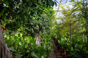 Cultivation of differenent green tropical and exotic indoor palms and evergreen plants in...