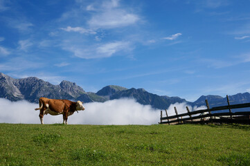 Idyllic alp scenery: brown and white cow on green meadow with steep mountains and wonderful clear...