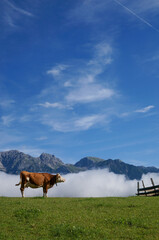 Idyllic alp scenery: brown and white cow on green meadow with steep mountains and wonderful clear...