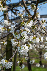 Spring white blossom of sweet cherry tree, orchard with fruit trees in Betuwe, Netherlands in april