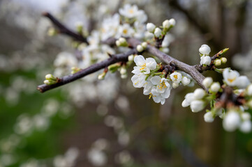 Spring white blossom of plum prunus tree, orchard with fruit trees in Betuwe, Netherlands in april