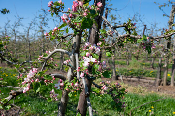 Fototapeta premium Spring pink blossom of apple trees in orchard, fruit region Haspengouw in Belgium