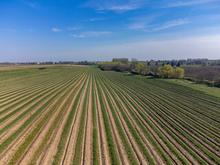 Fototapeta na wymiar Green asparagus sprouts growing on bio farm field in Limburg, Belgium, aerial view