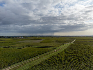Aerial view on left bank of Gironde Estuary with green vineyards with red Cabernet Sauvignon grape...