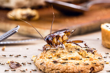 Ordinary American cockroach, ants and cockroach eating a cookie on a dirty table, poor hygiene,...