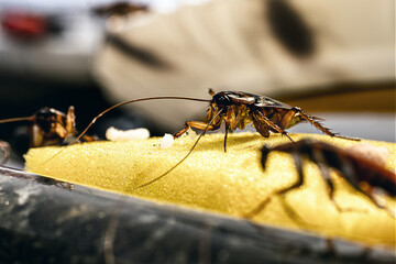 cockroach eating from a messy and very dirty kitchen sink, poor hygiene at home