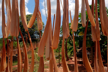 Fototapeta premium Palmyrah sprouts