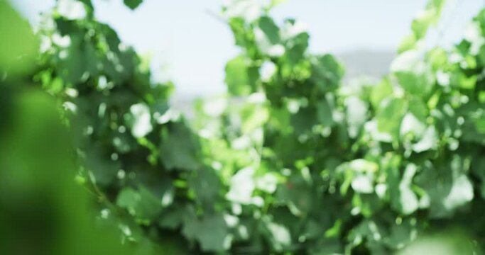 Wine Farm, sustainable and green grapevine in nature for eco friendly and environment development. Agriculture, landscape and natural plants, bush or leaves in outdoor vineyard in countryside.