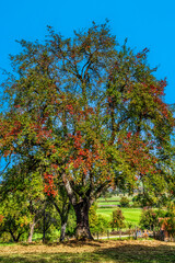 Birnbaum mit Herbstlaub - obrazy, fototapety, plakaty
