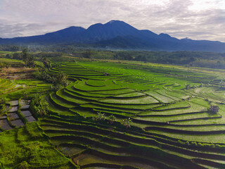 Beautiful morning view indonesia Panorama Landscape paddy fields with beauty color and sky natural light