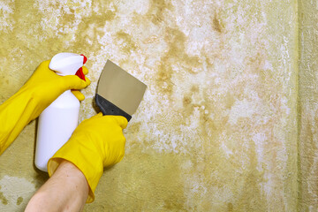 A worker in yellow rubber gloves treats a wall affected by fungus and mold using a spray bottle and...