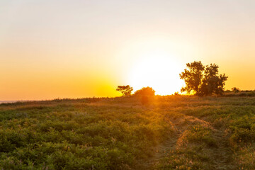 Beautiful golden sunrise in a field with green grass and tree. Stunning scenery and tranquility.