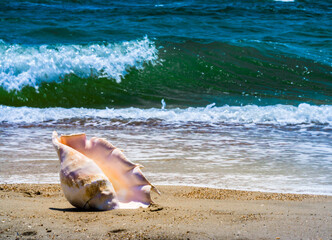 Obraz na płótnie Canvas large huge oceanic shell on the yellow sand against a white foam of the surf and the blue sea