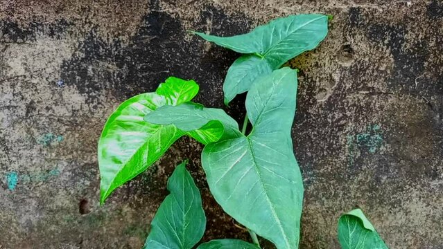 Caladiums are fancy and have green leaves.