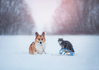 funny Christmas card with a corgi dog pulling a sleigh with a cat in a winter snowy New Year's park