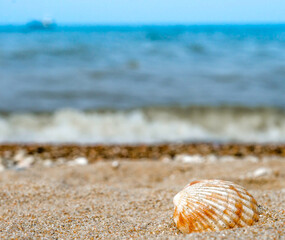 Fototapeta na wymiar bright striped shell in quartz sand against the blue sea