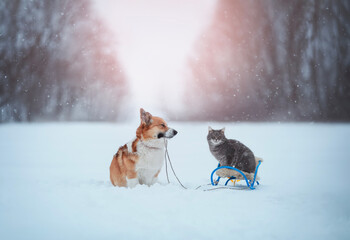 funny Christmas card with a corgi dog pulling a sleigh with a cat in a winter snowy New Year's park