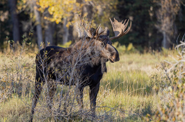 Bull Moose During the fall Rut in Wyoming