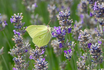 Common brimstone butterfly (Gonepteryx rhamni) sitting on lavender in Zurich, Switzerland