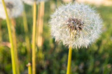 A fluffy dandelion in a green grass with yellow dandelions, side view. A large blowball on the bon for post, screensaver, wallpaper, postcard, poster, banner, cover, website. High quality photo
