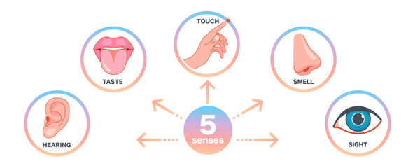 Senses icons set. 5 five types symbols. Vector illustration set