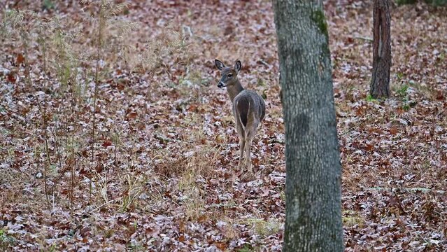 Whitetail deer button buck crossing a meadow in early winter in the Piedmont of North Carolina, US.