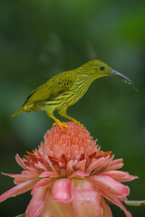 streaked spiderhunter bird with Torch ginger flower birdwatching in the forest