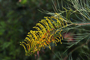 Yellow Spider Flower hybrid (Grevillea Golden Lyre)