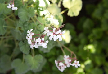 Blooming scented pelargonium, with small white flowers, mint scented leaves, ornamental and medicinal plant