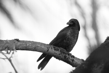 Bird hybrid, Carrion crow and Hooded crow