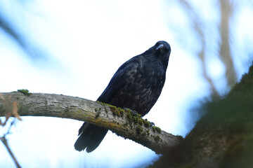 Bird hybrid, Carrion crow and Hooded crow