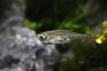 Glass barb fish (Parachela hypophthalmus) from lowland rivers in Sumatra and borneo