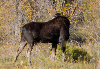 Bull Moose During the fall Rut in Wyoming