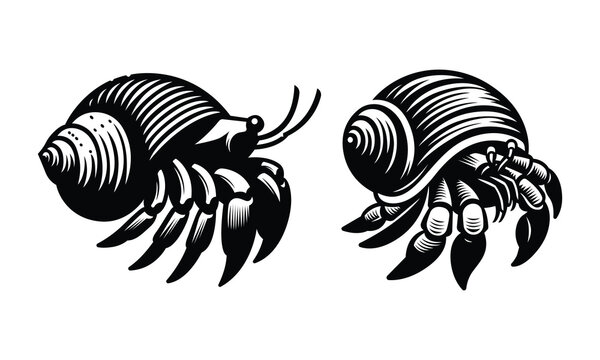 Hermit crab vector
